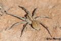 Allocosa sp.